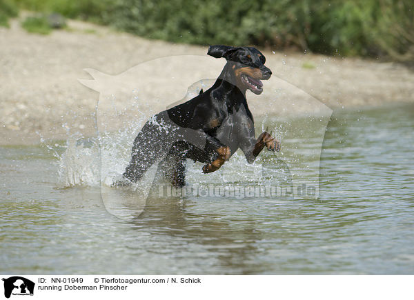 rennender Dobermann / running Doberman Pinscher / NN-01949