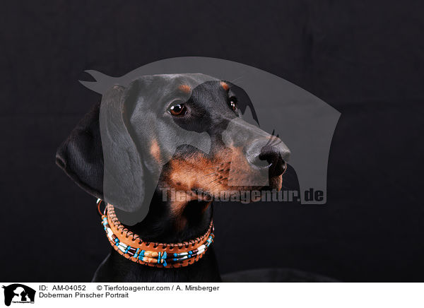 Dobermann Portrait / Doberman Pinscher Portrait / AM-04052