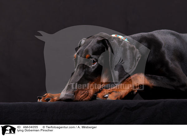 liegender Dobermann / lying Doberman Pinscher / AM-04055