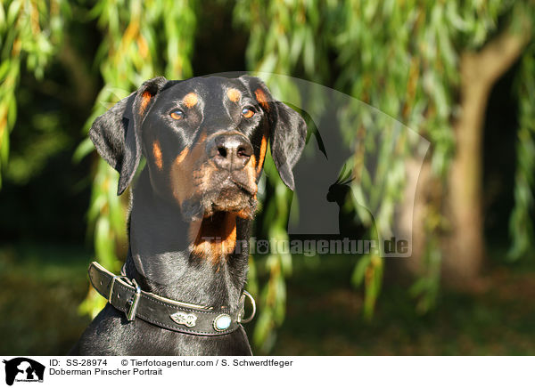 Dobermann Portrait / Doberman Pinscher Portrait / SS-28974