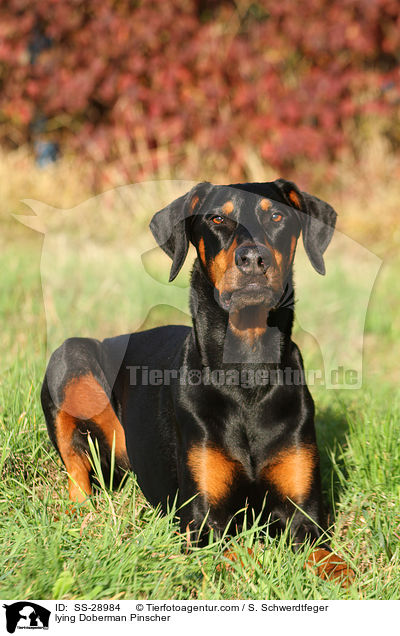 liegender Dobermann / lying Doberman Pinscher / SS-28984