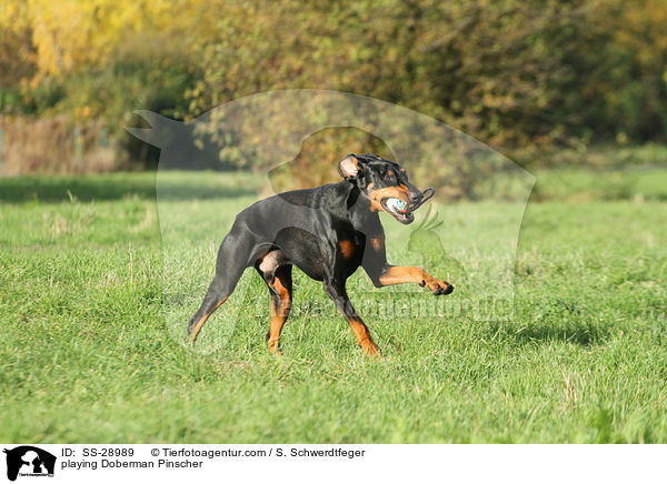 spielender Dobermann / playing Doberman Pinscher / SS-28989