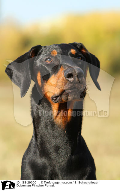 Dobermann Portrait / Doberman Pinscher Portrait / SS-29000