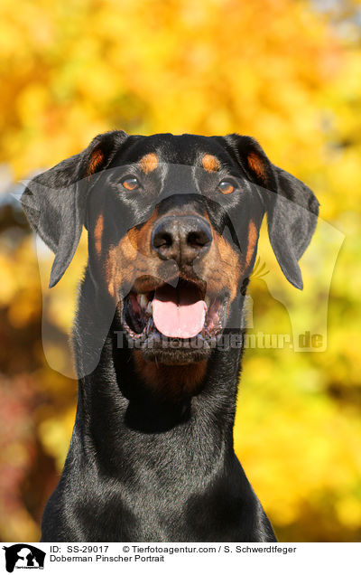 Dobermann Portrait / Doberman Pinscher Portrait / SS-29017