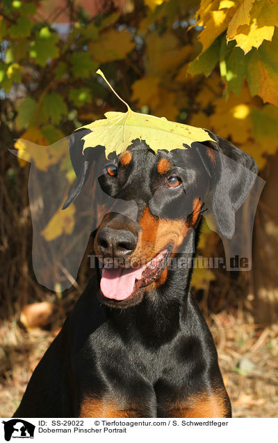 Dobermann Portrait / Doberman Pinscher Portrait / SS-29022