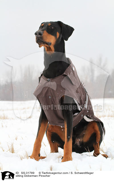 sitzender Dobermann / sitting Doberman Pinscher / SS-31789