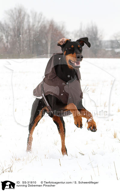 rennender Dobermann / running Doberman Pinscher / SS-31810