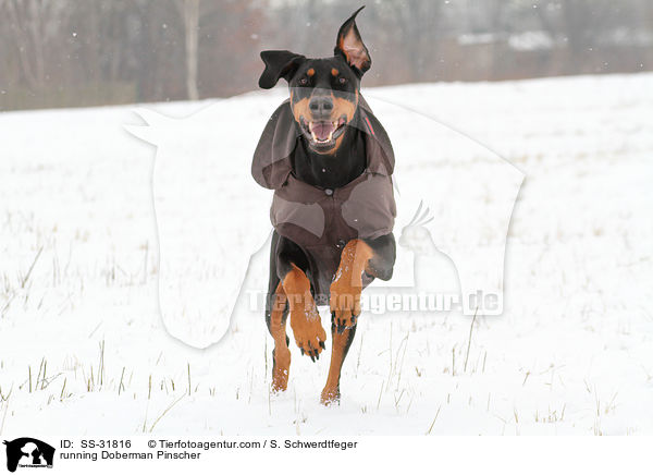 rennender Dobermann / running Doberman Pinscher / SS-31816