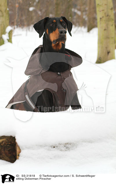 sitzender Dobermann / sitting Doberman Pinscher / SS-31818