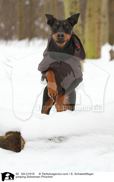 springender Dobermann / jumping Doberman Pinscher / SS-31819
