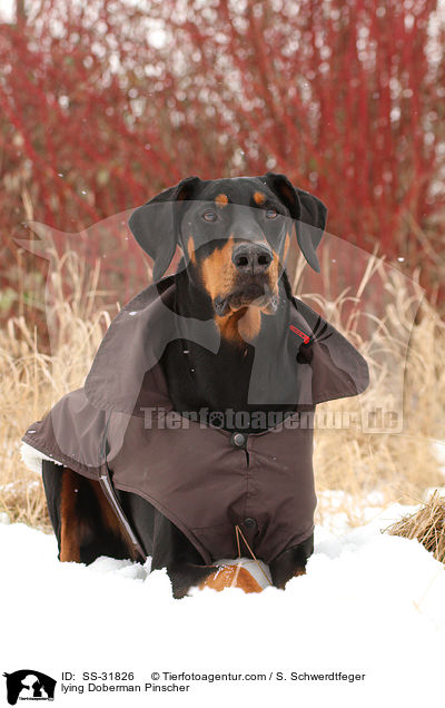 liegender Dobermann / lying Doberman Pinscher / SS-31826