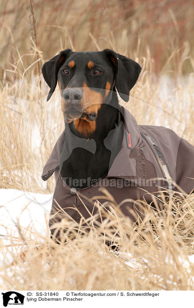 liegender Dobermann / lying Doberman Pinscher / SS-31840