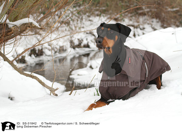 liegender Dobermann / lying Doberman Pinscher / SS-31842