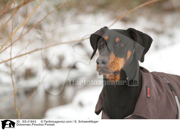 Dobermann Portrait / Doberman Pinscher Portrait / SS-31843