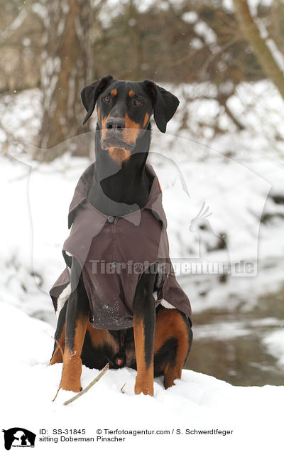 sitzender Dobermann / sitting Doberman Pinscher / SS-31845