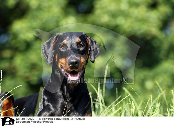 Dobermann Portrait / Doberman Pinscher Portrait / JH-19639