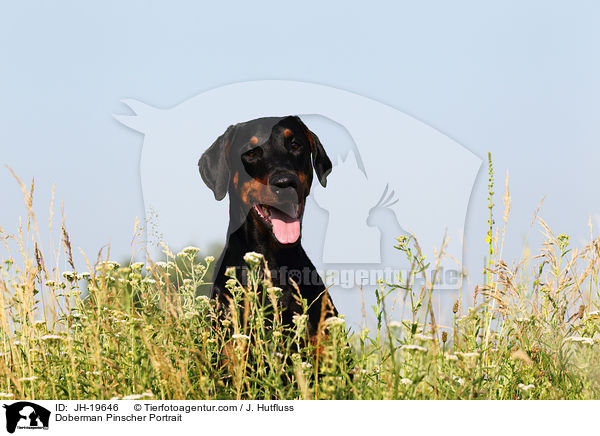 Dobermann Portrait / Doberman Pinscher Portrait / JH-19646