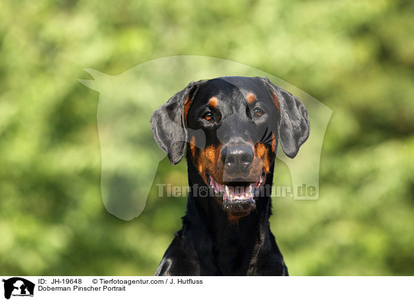 Dobermann Portrait / Doberman Pinscher Portrait / JH-19648