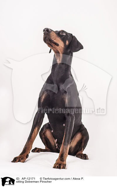 sitzender Dobermann / sitting Doberman Pinscher / AP-12171