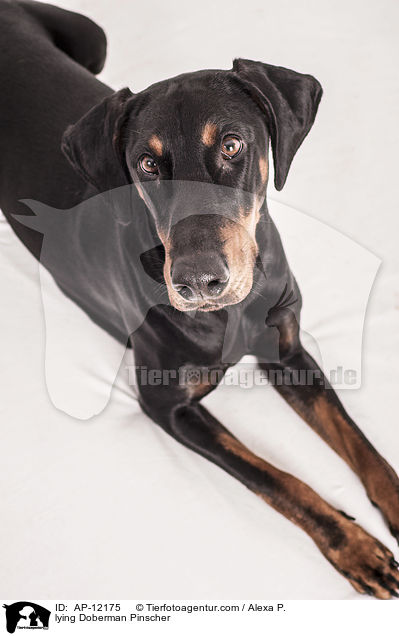 liegender Dobermann / lying Doberman Pinscher / AP-12175