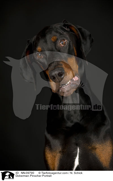 Dobermann Portrait / Doberman Pinscher Portrait / NN-09790