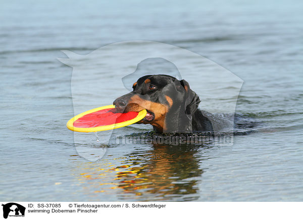 schwimmender Dobermann / swimming Doberman Pinscher / SS-37085