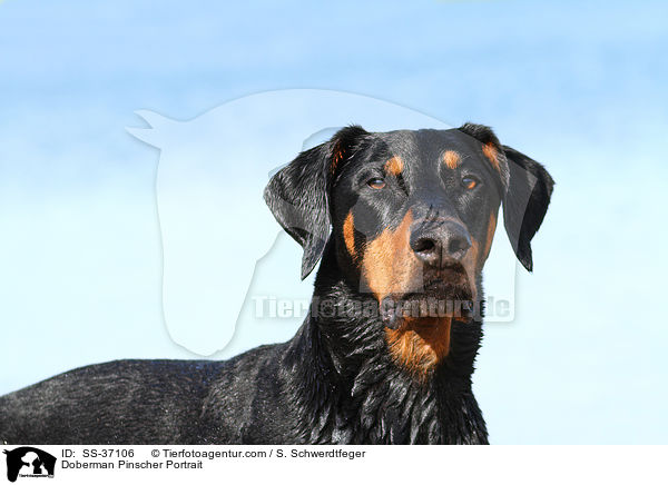 Dobermann Portrait / Doberman Pinscher Portrait / SS-37106