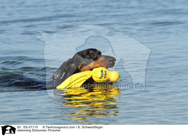 schwimmender Dobermann / swimming Doberman Pinscher / SS-37115