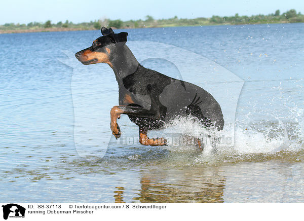 rennender Dobermann / running Doberman Pinscher / SS-37118