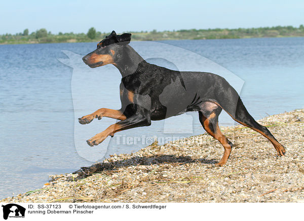 running Doberman Pinscher / SS-37123