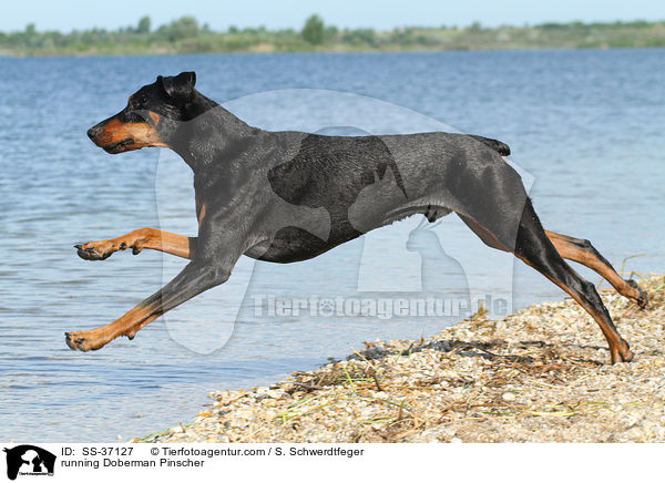 rennender Dobermann / running Doberman Pinscher / SS-37127