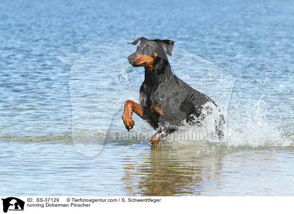 rennender Dobermann / running Doberman Pinscher / SS-37129