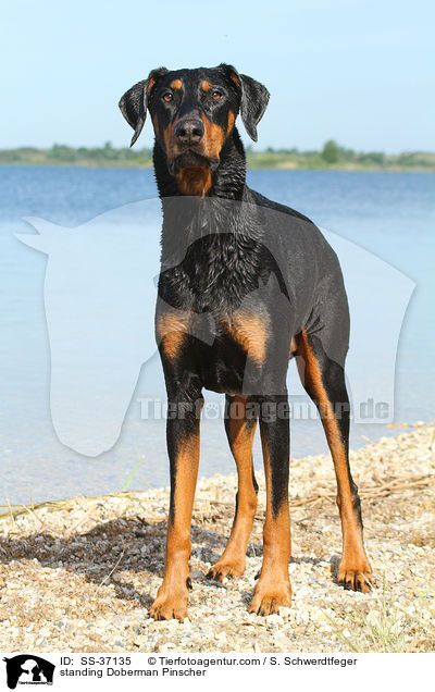 stehender Dobermann / standing Doberman Pinscher / SS-37135