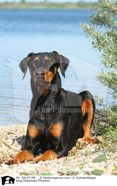 liegender Dobermann / lying Doberman Pinscher / SS-37149