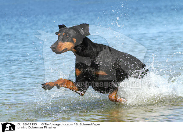 rennender Dobermann / running Doberman Pinscher / SS-37153