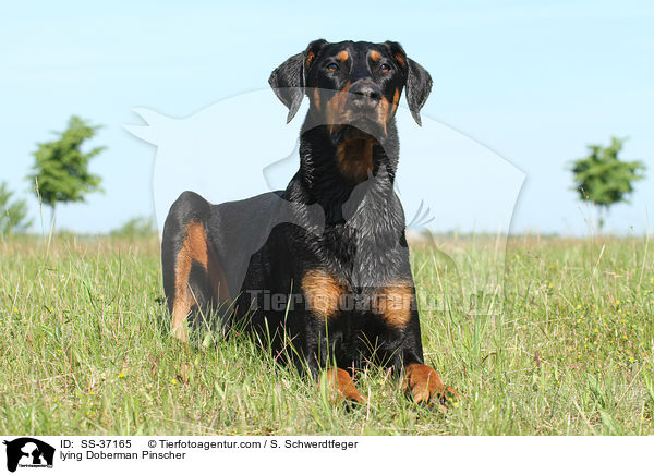 liegender Dobermann / lying Doberman Pinscher / SS-37165