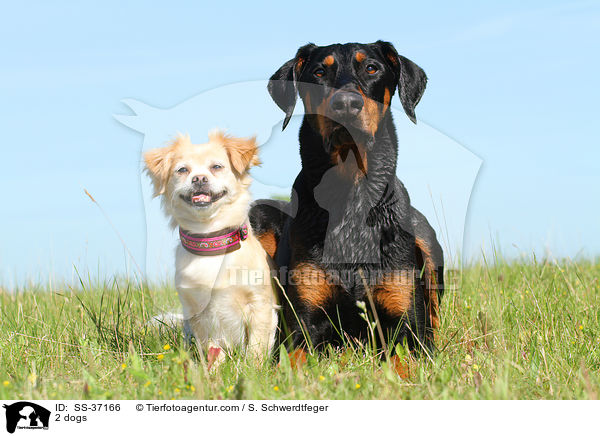 2 Hunde / 2 dogs / SS-37166