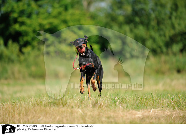 spielender Dobermann / playing Doberman Pinscher / YJ-08503