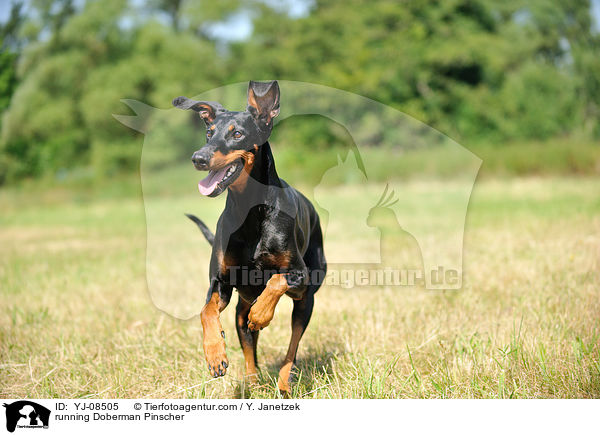 rennender Dobermann / running Doberman Pinscher / YJ-08505