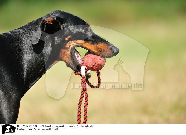 Dobermann mit Ball / Doberman Pinscher with ball / YJ-08510