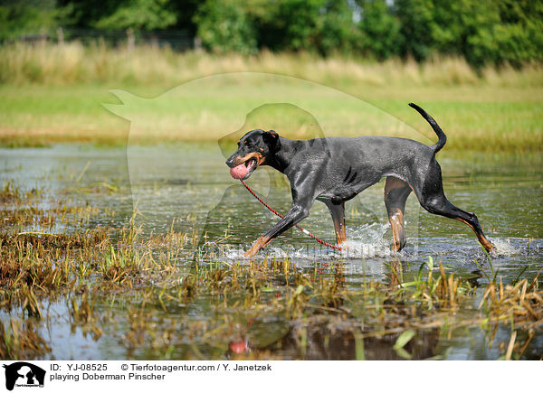 spielender Dobermann / playing Doberman Pinscher / YJ-08525