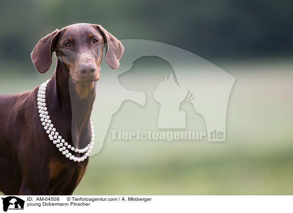 junger Dobermann / young Dobermann Pinscher / AM-04508