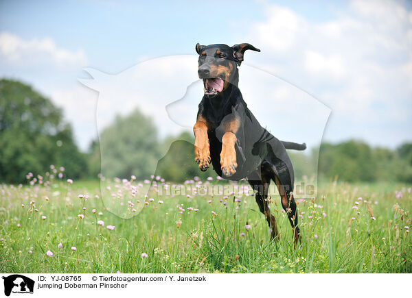 jumping Doberman Pinscher / YJ-08765