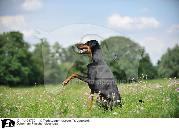Dobermann gibt Pftchen / Doberman Pinscher gives paw / YJ-08772
