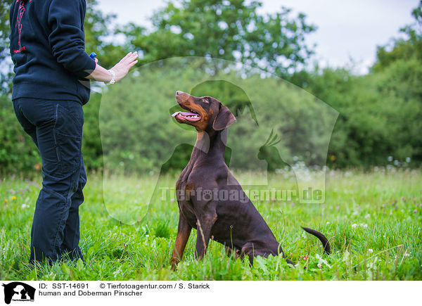 Mensch und Dobermann / human and Doberman Pinscher / SST-14691