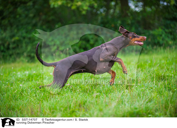 rennender Dobermann / running Doberman Pinscher / SST-14707