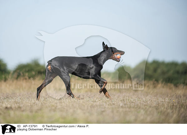 spielender Dobermann / playing Doberman Pinscher / AP-13791