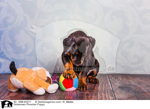 Dobermann Welpe / Doberman Pinscher Puppy / KMI-04271