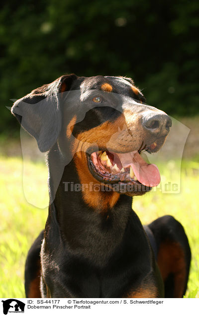Dobermann Portrait / Doberman Pinscher Portrait / SS-44177