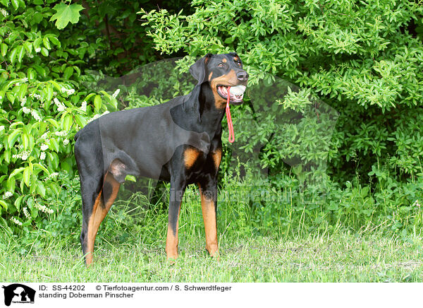 stehender Dobermann / standing Doberman Pinscher / SS-44202